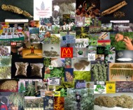 Marijuana, 2003, digital C-print