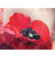 "Flower Girl - Poppy", inkjet print, 21"X28"