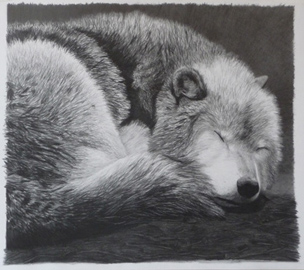 Sleeping Wolf, pencil, 18x24, 2009