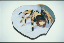 A spider which speaks Serbian